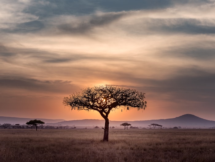 Amboseli Kenya