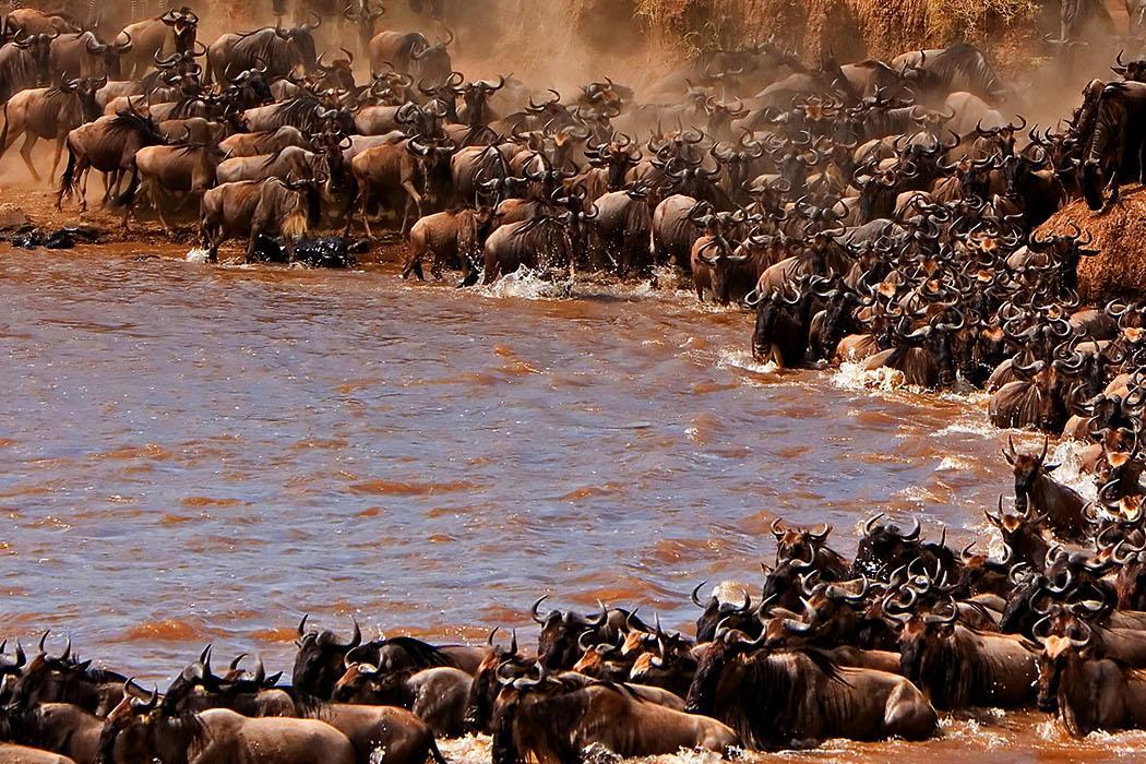 Great Wildebeest Migration in Maasai Mara