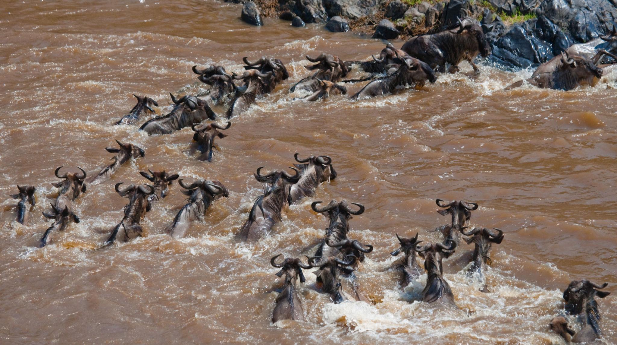 The Ultimate Maasai Mara Migration Calendar: A Month-by-Month Guide