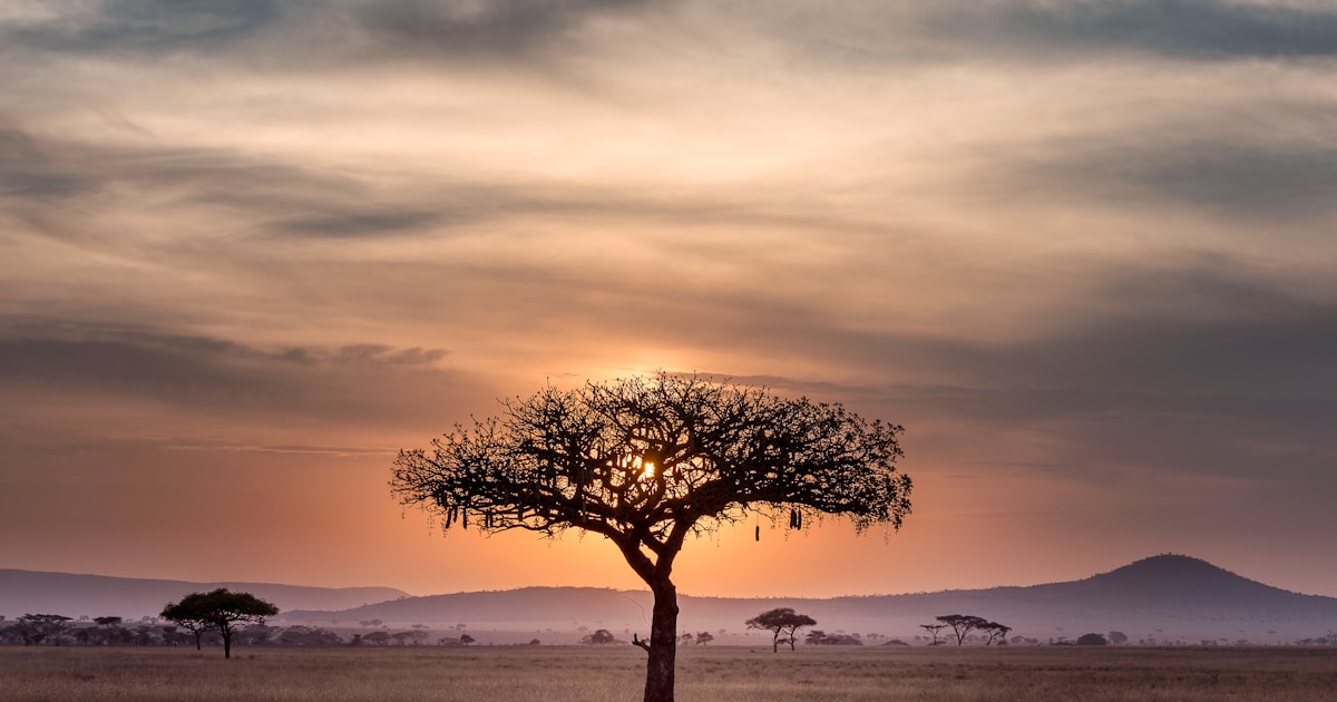 Kenya safari landscape with acacia trees and wildlife
