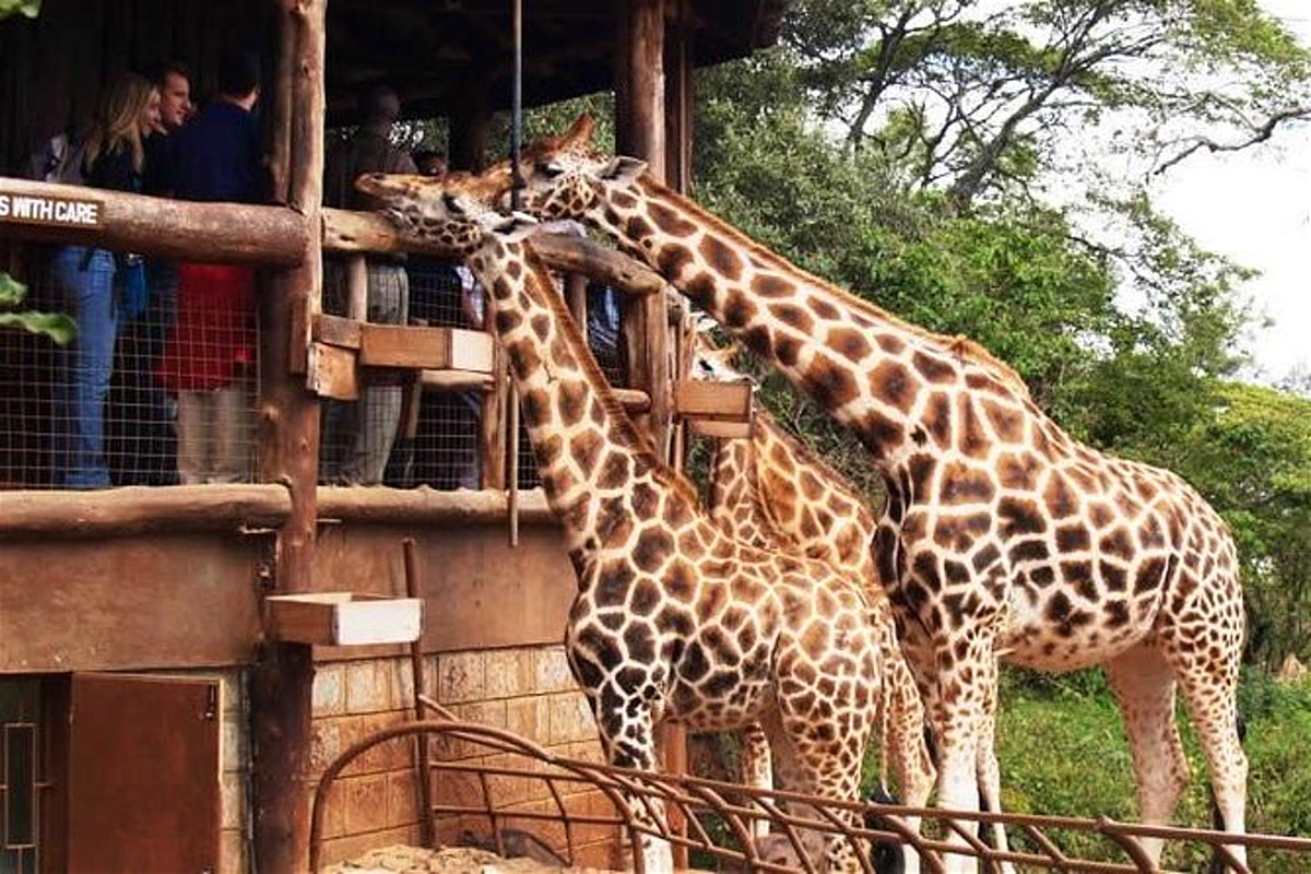 Rothschild's giraffe at the Giraffe Centre in Nairobi Kenya