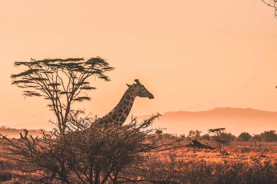 Kenya & Tanzania safari