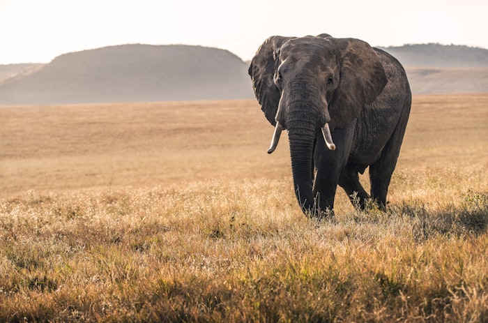 Serengeti Tanzania Safari
