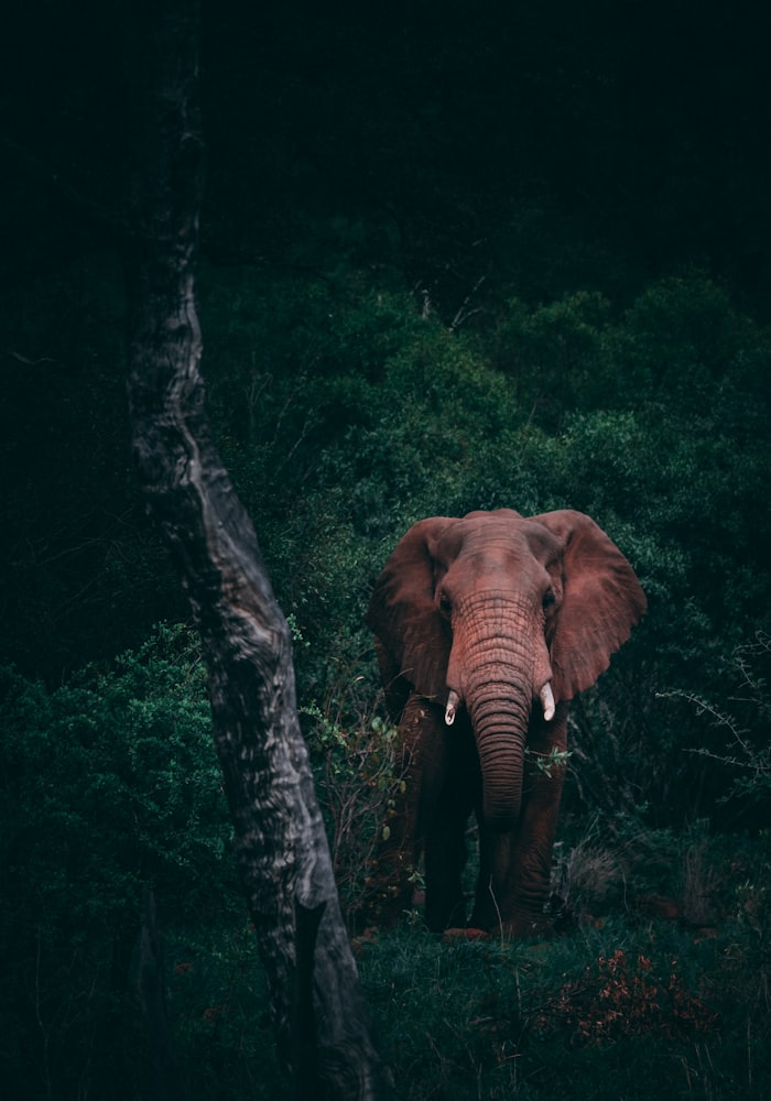 Okavango Delta Botswana